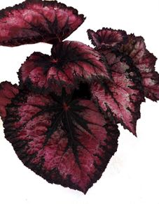 Begonia