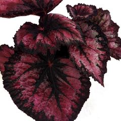 Begonia