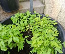 Tomato Saplings
