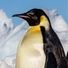 Tothepenguin