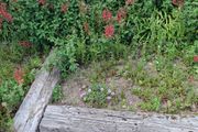 Free Mature Plants