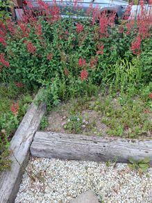 Free Mature Plants