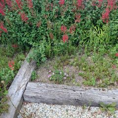 Free Mature Plants