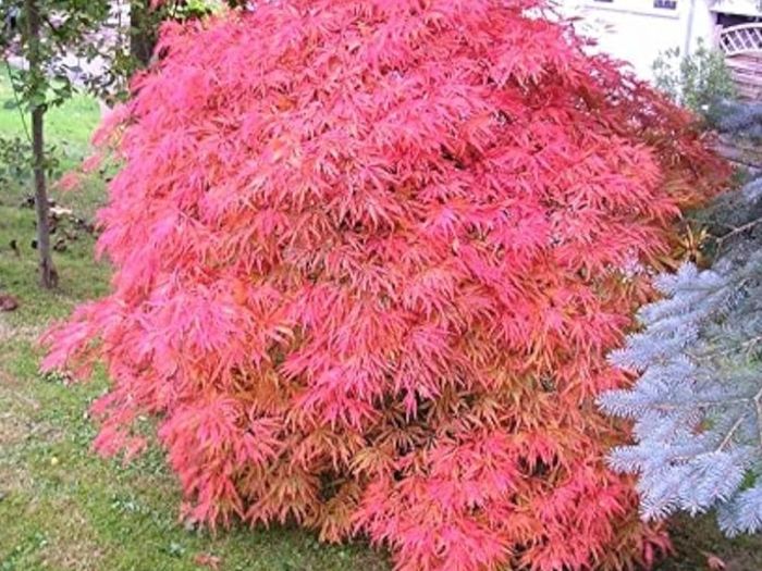 Japanese acer