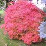 Japanese acer Image 6