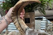 1 Rams Horn Soldered to a Quartz Geode Crystal Hone Decor Decoration Alter