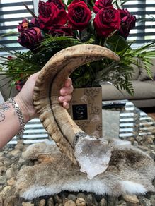 1 Rams Horn Soldered to a Quartz Geode Crystal Hone Decor Decoration Alter
