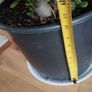 Money tree plant Image 4