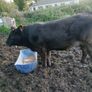 Livestock Image 6