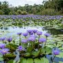 Blue Lotus Image 2