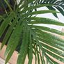 Faux Plant Image 3