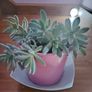 Graptosedum Plant Image 2