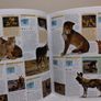 Animal: The Definitive Visual Guide encyclopedia reference books Image 8