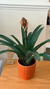 Plant with pot