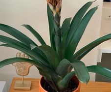 Plant with pot
