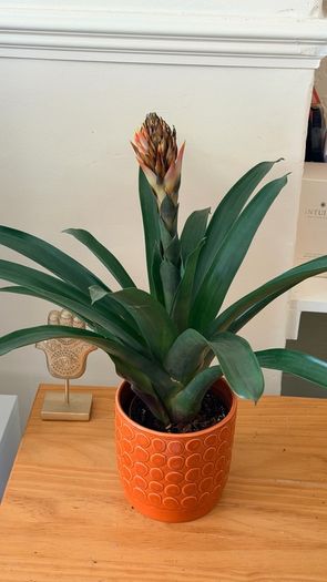 Plant with pot