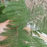 Large acacia dealbata tree 10-12ft tall Image 6