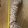 Large Snake Soft Toy Image 2
