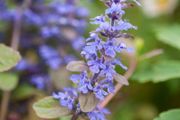 Ajuga reptans (Bugleweed)