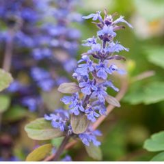Ajuga reptans (Bugleweed)