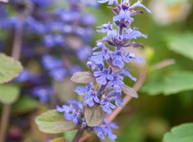 Ajuga reptans (Bugleweed)