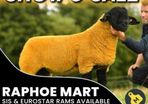 Suffolk Sheep
