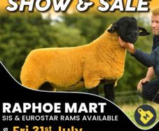 Suffolk Sheep