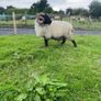 Black faced mountain hogget rams Image 8