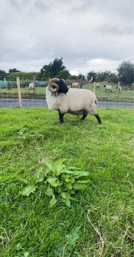 Black faced mountain hogget rams