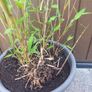 bamboo Image 3