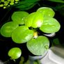 Duckweed 500pcs + Amazon Frogbit 10pcs absorbs nitrogen (aquarium- pond) Image 6