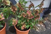 Hydrangea Paniculata