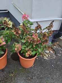 Hydrangea Paniculata
