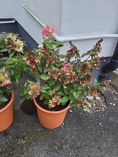 Hydrangea Paniculata