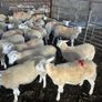 Easycare sheep Image 9