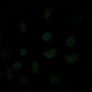 Glow in the dark pebbles Image 2