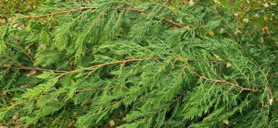 Leylandi branches frost cover Christmas decorations