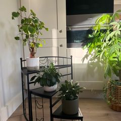 Black flower/display stand