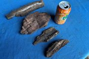 4 small pieces of bog oak