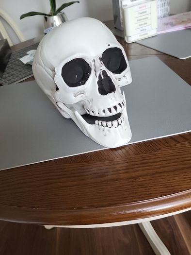 Skull lifesize plastic