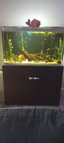 Fish tank