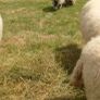4 Valais Blacknose breeding Ewe's 1 lamb for sale Image 2