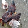 Blue Laced Wyandotte and Auracana Image 6