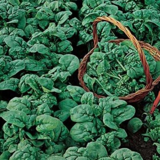 (S) Spinach Viking seeds tape 4m (125012)