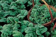 (S) Spinach Viking seeds tape 4m (125012)