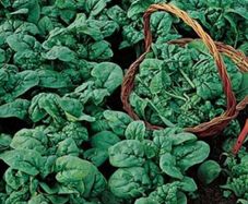 (S) Spinach Viking seeds tape 4m (125012)