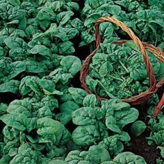 (S) Spinach Viking seeds tape 4m (125012)