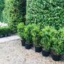 Box hedging 2ft Buxus Image 4