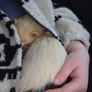 Father Ted the Ferret Image 5