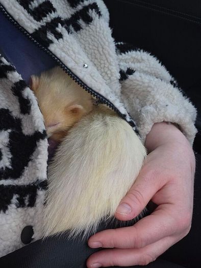 Father Ted the Ferret